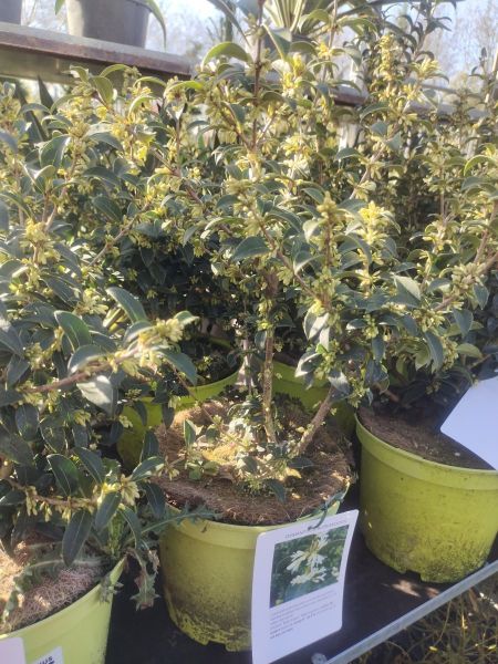OSMANTHUS