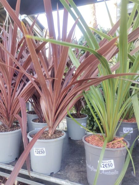 CORDYLINE CORDYLINE
