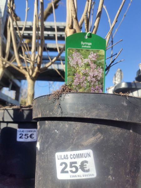 LILAS COMMUN