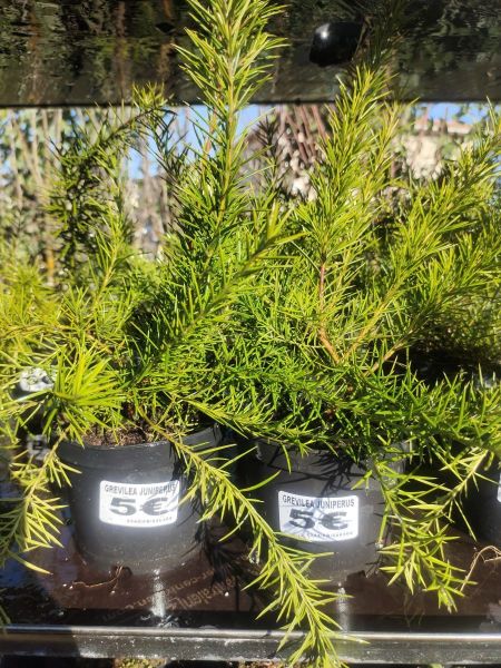 GREVILEA JUNIPERUS