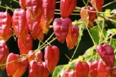 KOELREUTERIA-PANICULATA-CORAL-SUN-fruits