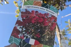 LILAS-DES-INDES-XL-DYNAMITE