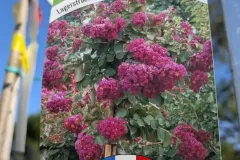LILAS-DES-INDES-XL-VIOLET-D-ETE