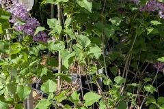 LILAS-SYRINGA Prix selon Taille