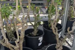 LILAS-TRES-VIEUX-PIEDS Sujets EXXtra à découvrir