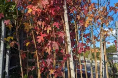 LIQUIDAMBAR-1