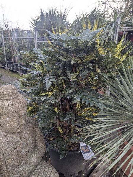 MAHONIA-XXL