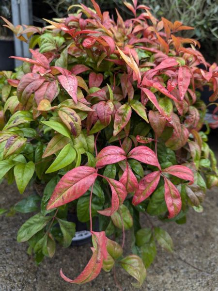 NANDINA-FIRE POWER