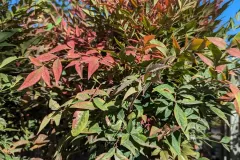 NANDINA-DOMESTICA