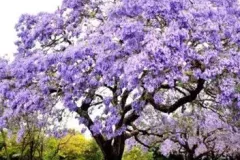 PAULOWNIA-TOMENTOSA-0