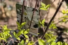 PHILADELPHUS-