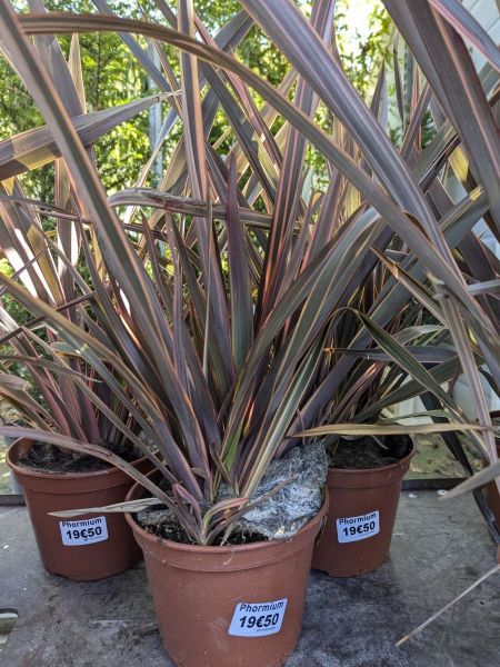 PHORMIUM ou LIN DE NOUVELLE ZELANDE