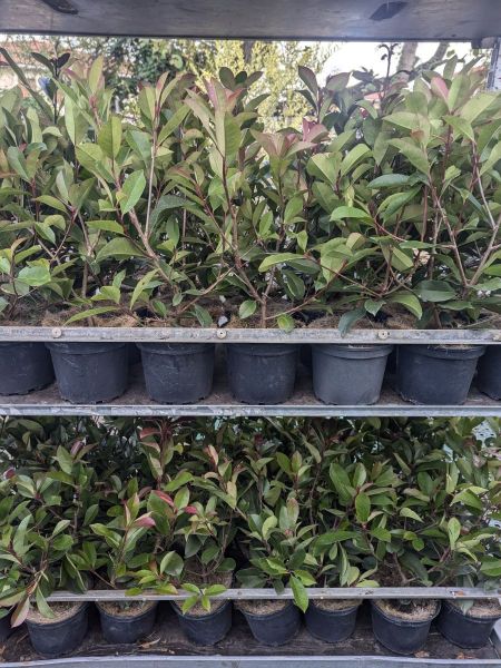 PHOTINIA