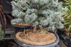 PICEA-GLAUCA