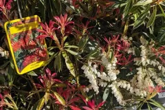 PIERRIS-JAPONICA  16€