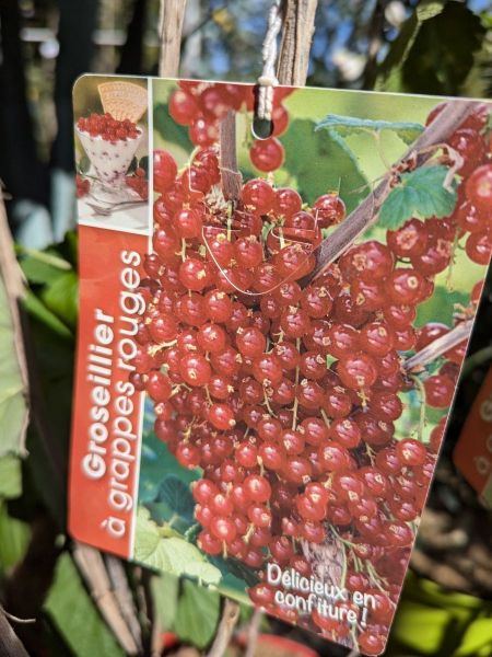 PETIT FRUIT GROSEILLE A GRAPPE ROUGE