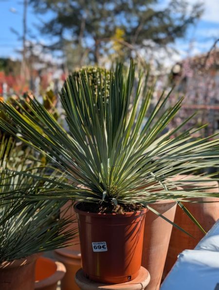 YUCCA ROSTRATA