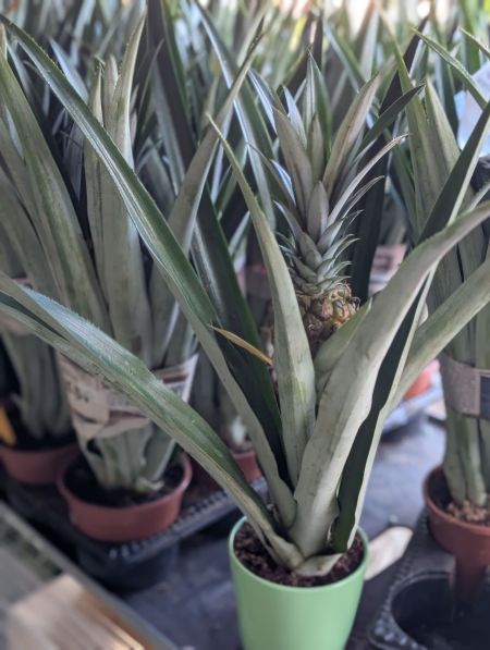 ANANAS