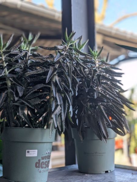 KALANCHOE EXTRA