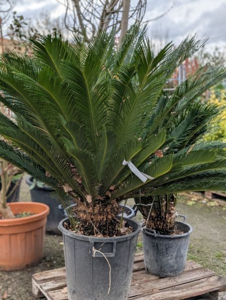 CYCAS REVOLUTA XXL