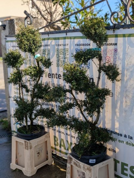 Ilex Crenata Bonsai