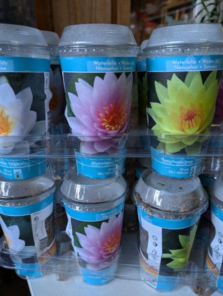 LOTUS - NENUPHAR