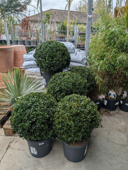Buis Sempervirens boule XL Buis Sempervirens boule XL