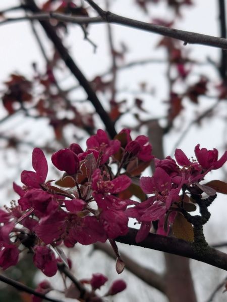 PRUNUS - POMMIER A FLEURS