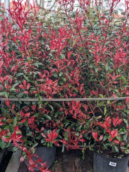 PHOTINIA XXL