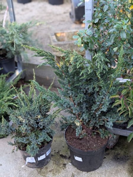 JUNIPERUS SQUAMATA JUNIPERUS SQUAMATA