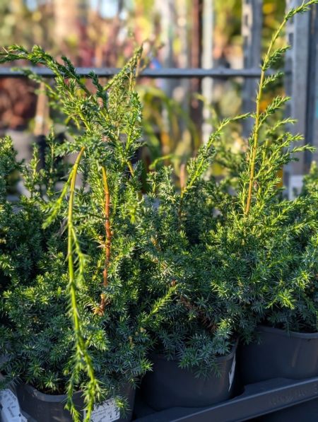 juniperus chinensis blue alp