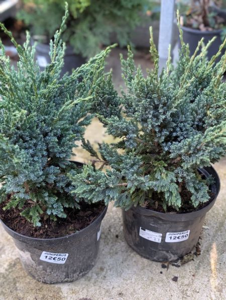 JUNIPERUS SQUAMATA