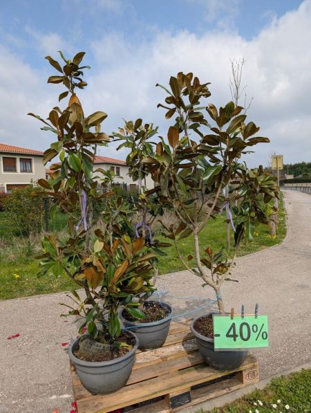 Magnolia grandiflora