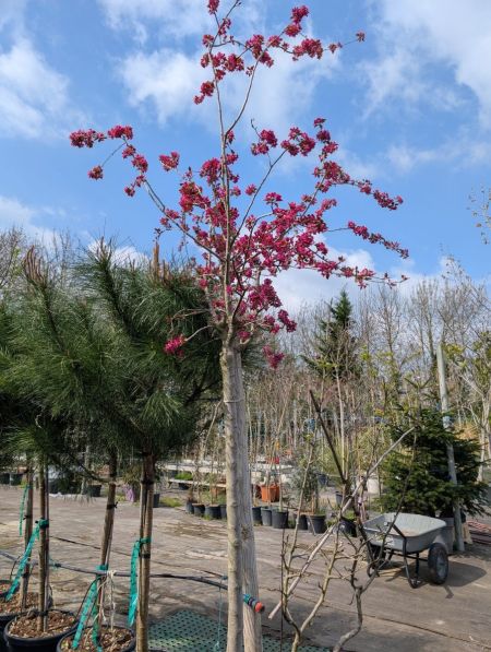 Pommier à Fleurs