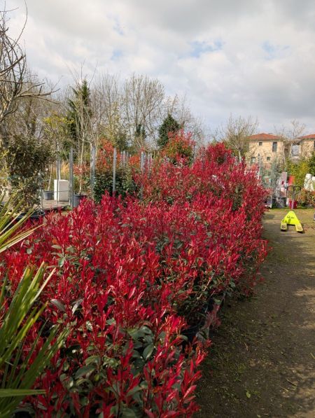 ARRIVAGE PHOTINIA CARRE ROUGE