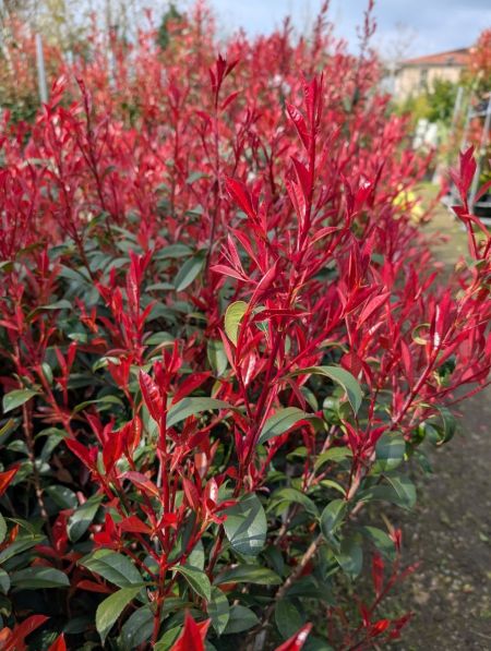 PHOTINIA CARRE ROUGE