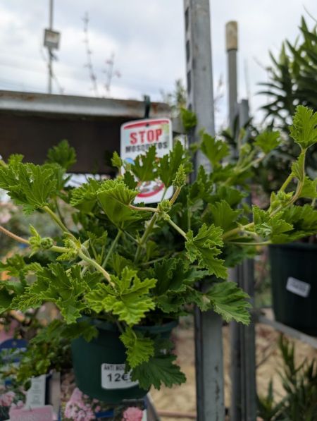 PELARGONIUM PELARGONIUM