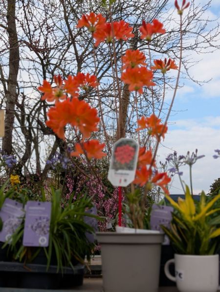 AZALEA MOLIS