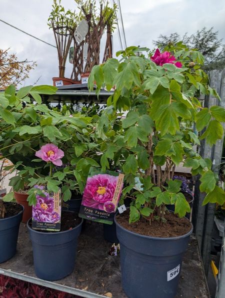 PIVOINE ARBUSTIVE EXXTRA