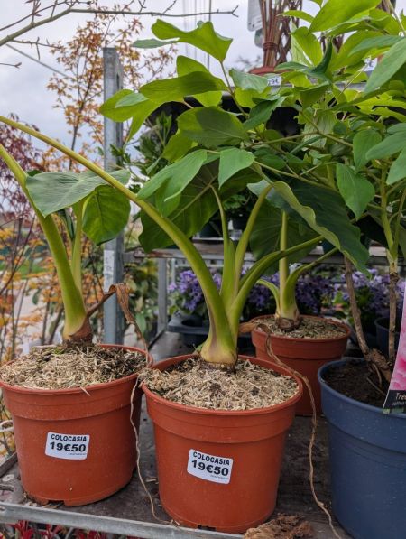 COLOCASIA