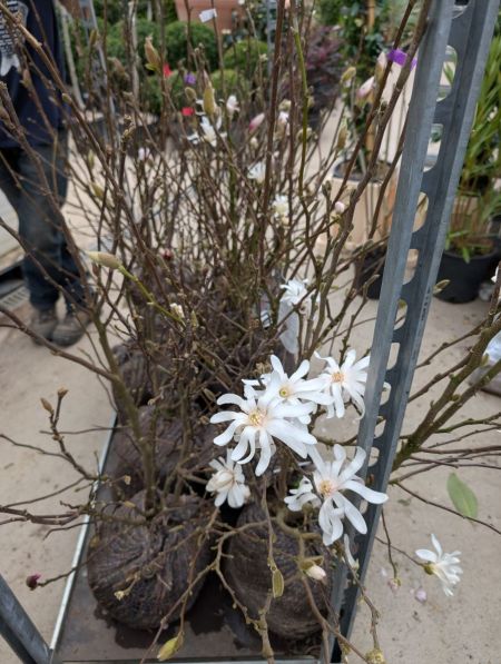 MAGNOLIA STELLATA