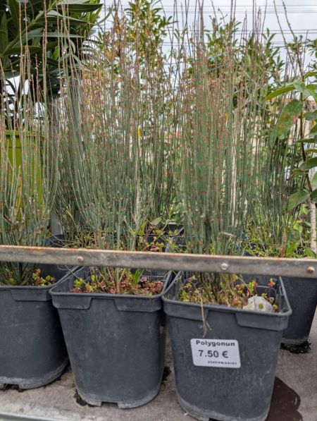 polygonum scoparium