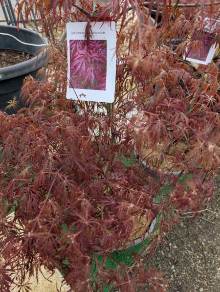 ACER PALMATUM DISSECTUM