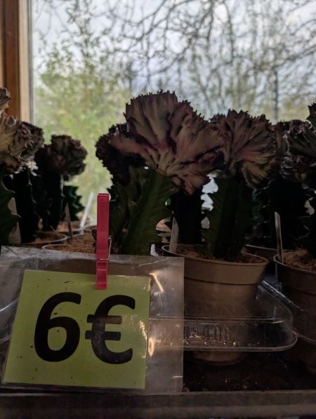 Cactus Greffé