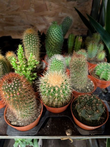cactus divers