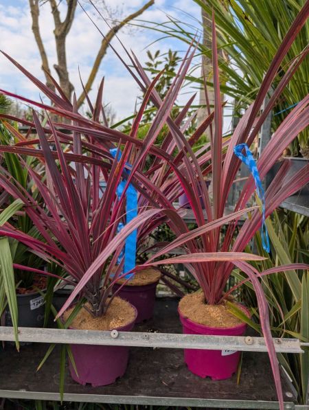 CORDYLINE AUSTRALIS ROSE CORDYLINE AUSTRALIS ROSE