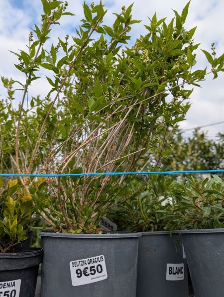 DEUTZIA
