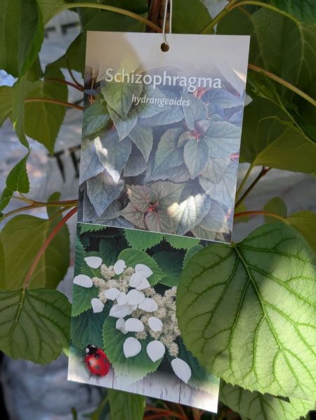 SCHIZOPHRAGMA