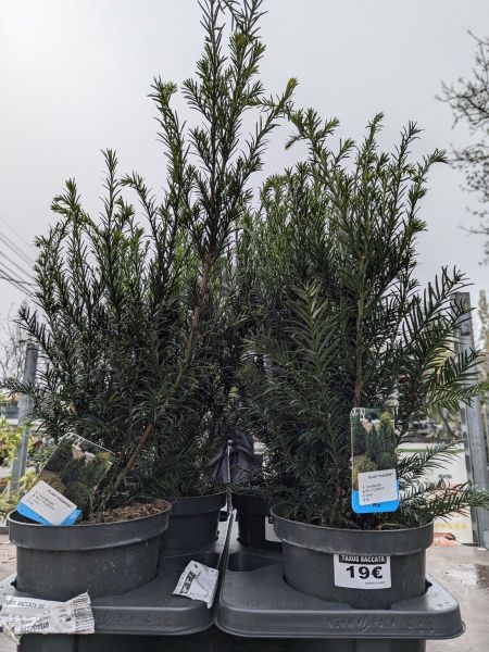 TAXUS-BACCATA