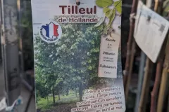 TILLEUL-DE-HOLLANDES